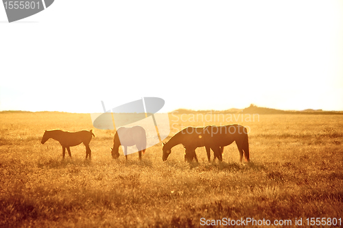 Image of Some horses grazing