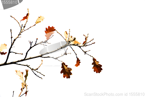 Image of Some oak leafs on treeisolated on the white