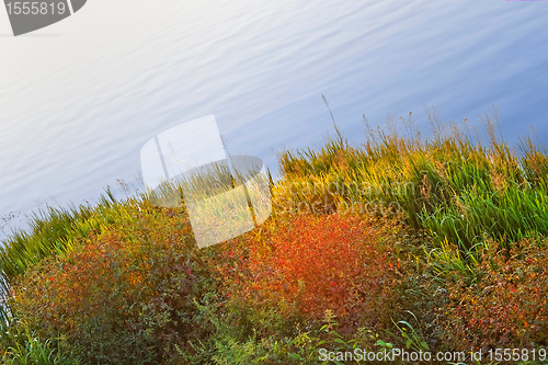 Image of Colourful coastal plants