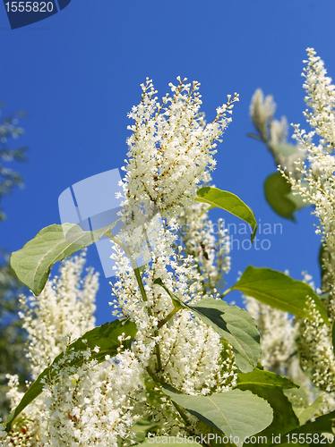 Image of Plant with small white flowers