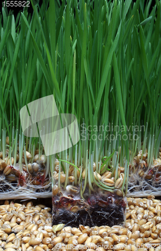 Image of Growth wheat