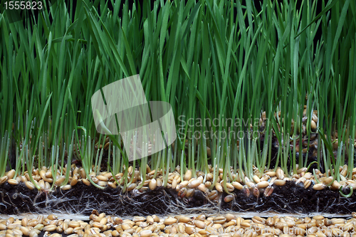 Image of Growth wheat