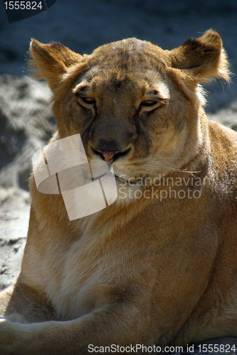 Image of Closeup of female lion