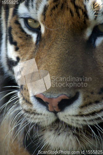 Image of Tiger