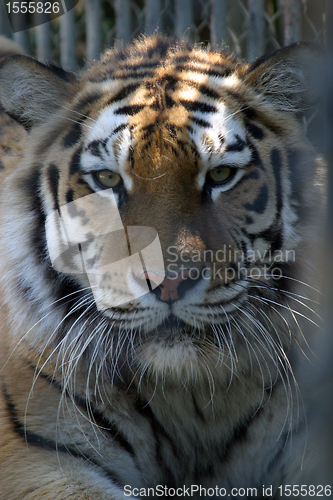 Image of Tiger