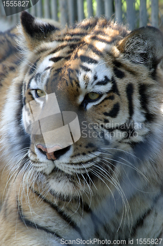 Image of Tiger