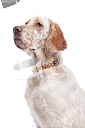 Image of English Setter