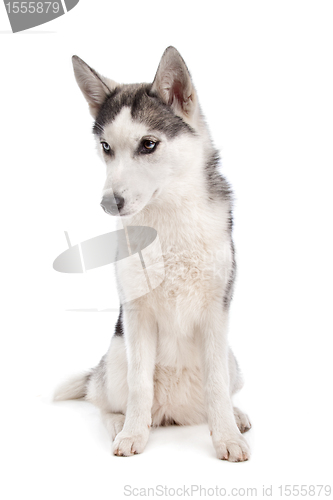 Image of Siberian Husky puppy