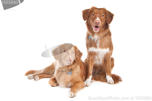 Image of two Nova Scotia Duck Tolling Retriever dogs