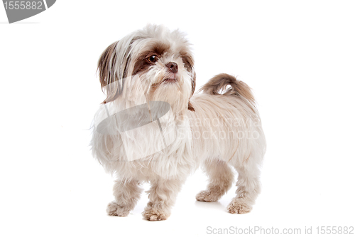 Image of shih tzu