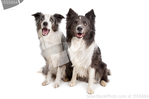 Image of Border Collie and Australian Shepherd
