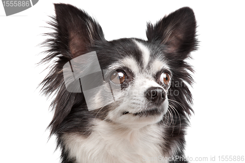 Image of long-haired Chihuahua