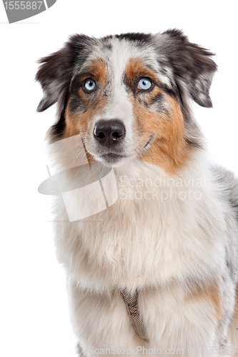 Image of Australian Shepherd