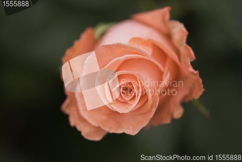 Image of Red Rose, Italy