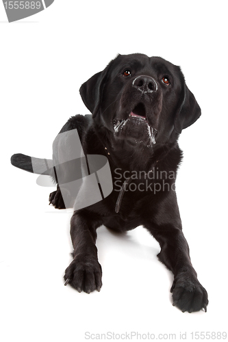 Image of Black Labrador