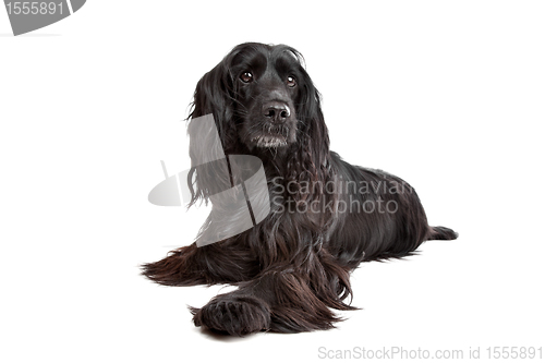 Image of English Cocker Spaniel