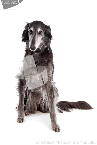 Image of Silken windhound