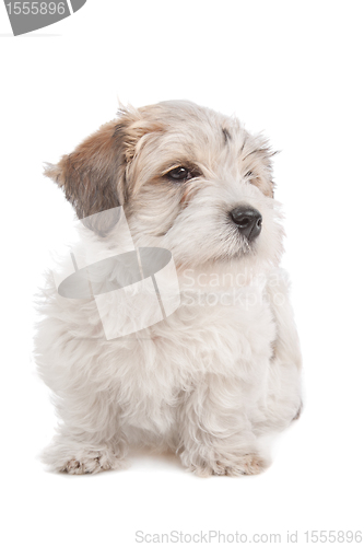 Image of mix Maltese Puppy dog