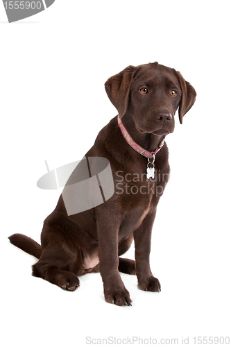 Image of Chocolate Labrador