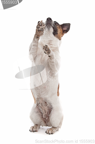 Image of Jack Russel Terrier