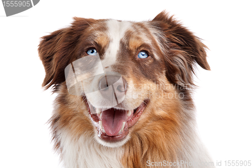 Image of Australian Shepherd