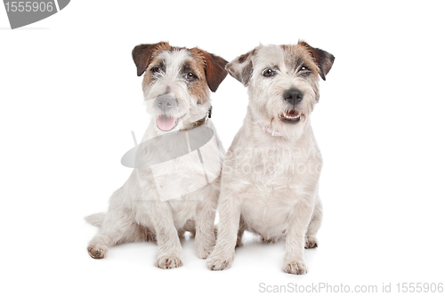 Image of Jack Russel Terrier