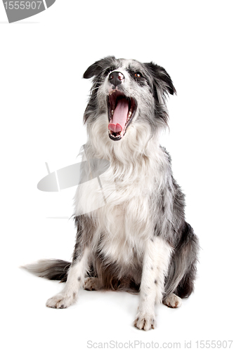 Image of Border Collie