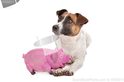 Image of Jack Russel Terrier