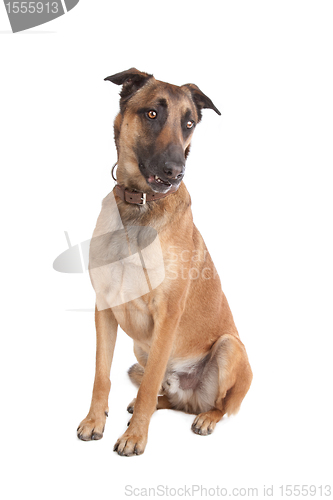 Image of Belgian Shepherd Dog Malinois