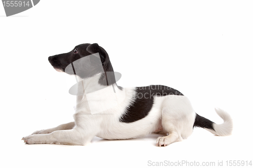 Image of Jack Russel Terrier