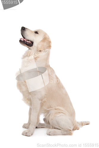 Image of golden retriever