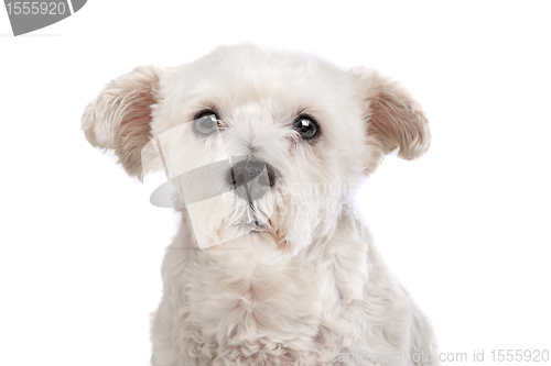 Image of mixed breed dog