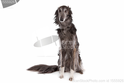 Image of Silken windhound