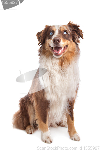 Image of Australian Shepherd