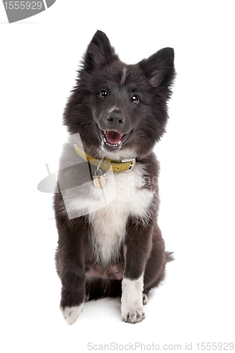 Image of mixed breed puppy