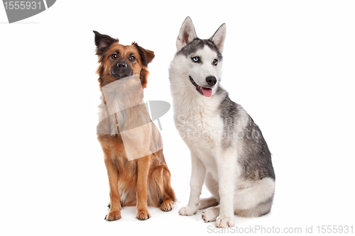 Image of Siberian Husky puppy and mixed breed dog