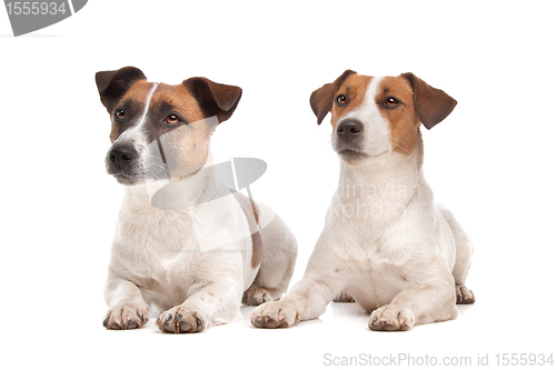 Image of Jack Russel Terrier