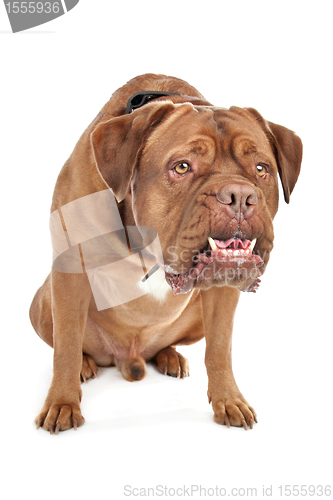 Image of Dogue de Bordeaux