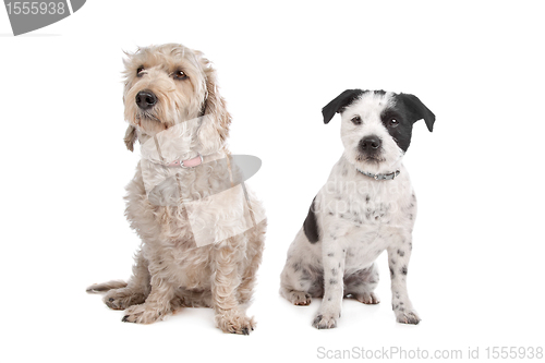 Image of mixed breed dog