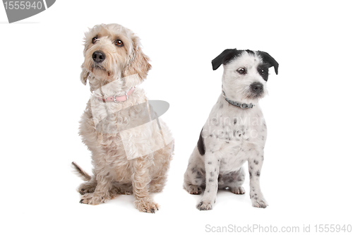 Image of mixed breed dog