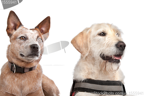 Image of Labrador and Australian Cattle dog