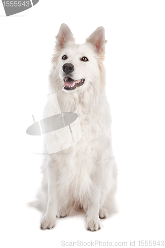 Image of White Shepherd Dog