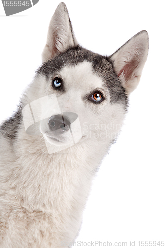 Image of Siberian Husky puppy