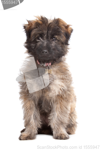 Image of Pyrenean Shepherd puppy