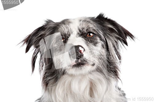 Image of Border Collie