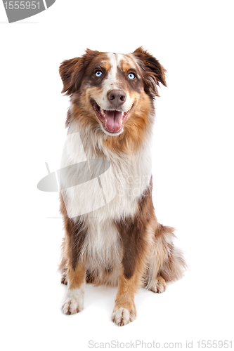 Image of Australian Shepherd