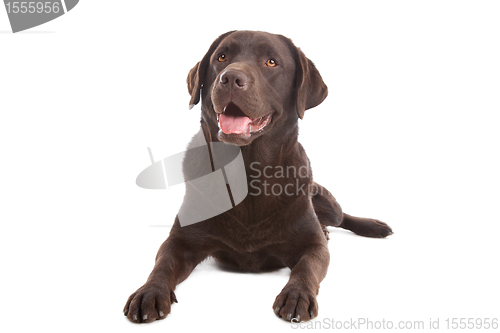 Image of Chocolate Labrador