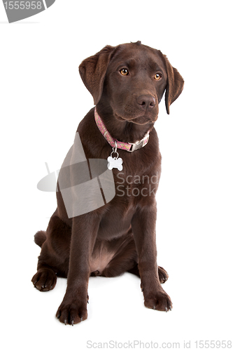 Image of Chocolate Labrador