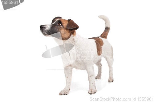 Image of Jack Russel Terrier