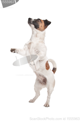 Image of Jack Russel Terrier